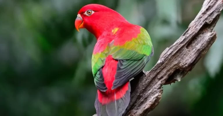 100+ Parrot Captions for Instagram (2025): Add a Splash of Color & Fun to Your Posts