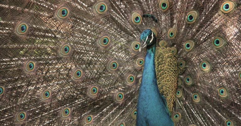 120+ Beauty of Peacock Captions for Instagram (2025): Grace, Elegance & Vibrant Charm