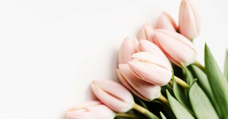 130+ Tulip Captions for Instagram & Quotes (2025) – Bloom with Beauty