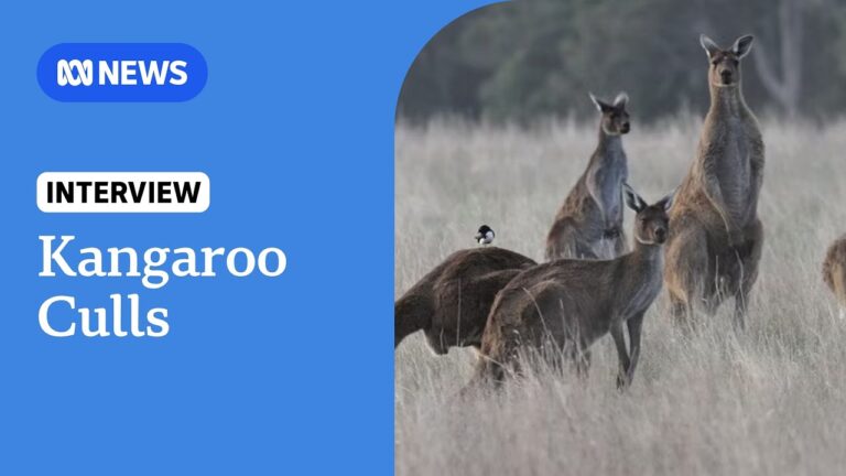 100+ Kangaroo Captions For Instagram & Quotes